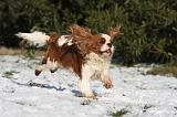 CAVALIER KING CHARLES 512